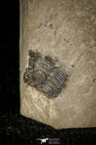 30348 - Beautiful Association of Brachyaspidion sulcatum + Baltagnostus Middle Cambrian Trilobites - Utah USA