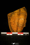 30349 - Beautiful 2.09 Inch Parabailiella robusta Middle Cambrian Trilobite - Czech Republic