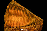 30349 - Beautiful 2.09 Inch Parabailiella robusta Middle Cambrian Trilobite - Czech Republic