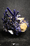 20094 - Beautiful Deep Blue Azurite Crystals - Kerrouchen mine (Morocco)