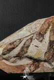 07200 - Wide 4.56 Inch Eocrinoid (Ascocystites) Plate - Lower Ordovician