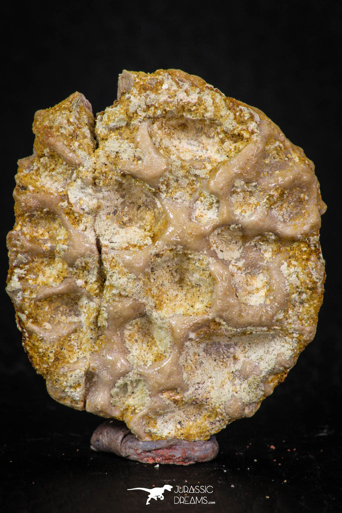 05415 - Top Beautiful 1.51 Inch Nice Cretaceous Crocodile Dermal Scute Bone KemKem