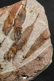 07200 - Wide 4.56 Inch Eocrinoid (Ascocystites) Plate - Lower Ordovician