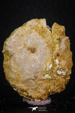 05415 - Top Beautiful 1.51 Inch Nice Cretaceous Crocodile Dermal Scute Bone KemKem