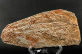 07200 - Wide 4.56 Inch Eocrinoid (Ascocystites) Plate - Lower Ordovician