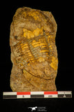 30352 - Rare 2.28 Inch Ectillaenus katzeri Ordovician Trilobite - Czech Republic