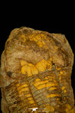 30352 - Rare 2.28 Inch Ectillaenus katzeri Ordovician Trilobite - Czech Republic