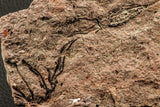 07201 - Wide 3.38 Inch Eocrinoid (Ascocystites) Plate - Lower Ordovician