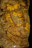 30352 - Rare 2.28 Inch Ectillaenus katzeri Ordovician Trilobite - Czech Republic