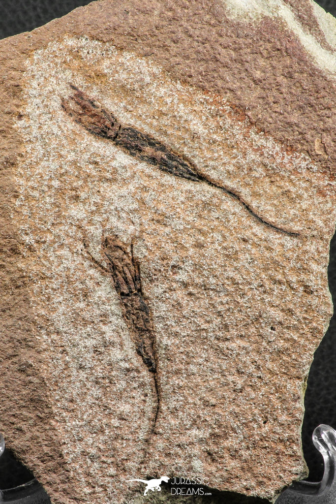 07202 - Wide 2.80 Inch Eocrinoid (Ascocystites) Plate - Lower Ordovician