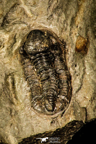 30354 - Well Preserved 0.83 Inch Proetus granulosus Devonian Trilobite - France