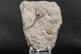 07203 - Top Rare Associated Ordovician Crinoid and Edrioasteroid (Spinadiscus)