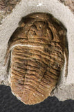 07204 - Top Rare Association  Symphysops sp + Prionocheilus sp Upper Ordovician Trilobites