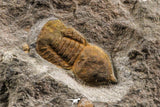 07204 - Top Rare Association  Symphysops sp + Prionocheilus sp Upper Ordovician Trilobites