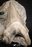 07205 - Top Huge 3.21 Inch Otodus obliquus Shark Tooth in Matrix Paleocene
