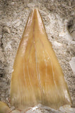 07206 - Top Huge 2.81 Inch Otodus obliquus Shark Tooth in Matrix Paleocene