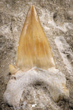 07206 - Top Huge 2.81 Inch Otodus obliquus Shark Tooth in Matrix Paleocene
