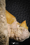 07208 - Well Preserved 2.66 Inch Otodus obliquus Shark Tooth in Matrix Paleocene