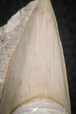 07209 - Well Preserved 3.00 Inch Otodus obliquus Shark Tooth in Matrix Paleocene