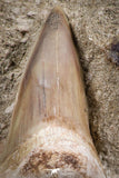 07210 - Beautiful 2.91 Inch Otodus obliquus Shark Tooth in Matrix Paleocene