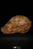30362 - Bargain 3.74 Inch Hadrosaurus Egg in Matrix Kaoguo Fm Cretaceous China