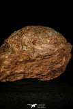 30362 - Bargain 3.74 Inch Hadrosaurus Egg in Matrix Kaoguo Fm Cretaceous China