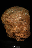 30362 - Bargain 3.74 Inch Hadrosaurus Egg in Matrix Kaoguo Fm Cretaceous China