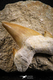 07213 - Nicely Preserved 2.59 Inch Otodus obliquus Shark Tooth in Matrix Paleocene