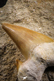 07213 - Nicely Preserved 2.59 Inch Otodus obliquus Shark Tooth in Matrix Paleocene