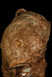 30362 - Bargain 3.74 Inch Hadrosaurus Egg in Matrix Kaoguo Fm Cretaceous China