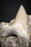 07214 - Nicely Preserved 2.76 Inch Otodus obliquus Shark Tooth in Matrix Paleocene