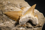 07215 - Top Association of 2 Otodus obliquus Shark Teeth in Matrix Paleocene