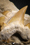 07215 - Top Association of 2 Otodus obliquus Shark Teeth in Matrix Paleocene