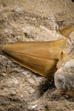 07215 - Top Association of 2 Otodus obliquus Shark Teeth in Matrix Paleocene