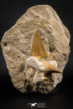 07215 - Top Association of 2 Otodus obliquus Shark Teeth in Matrix Paleocene