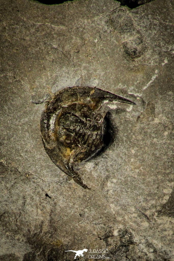 30365 - Top Rare 0.36 Inch Radnoria bretti Lower Silurian Trilobite - New York USA