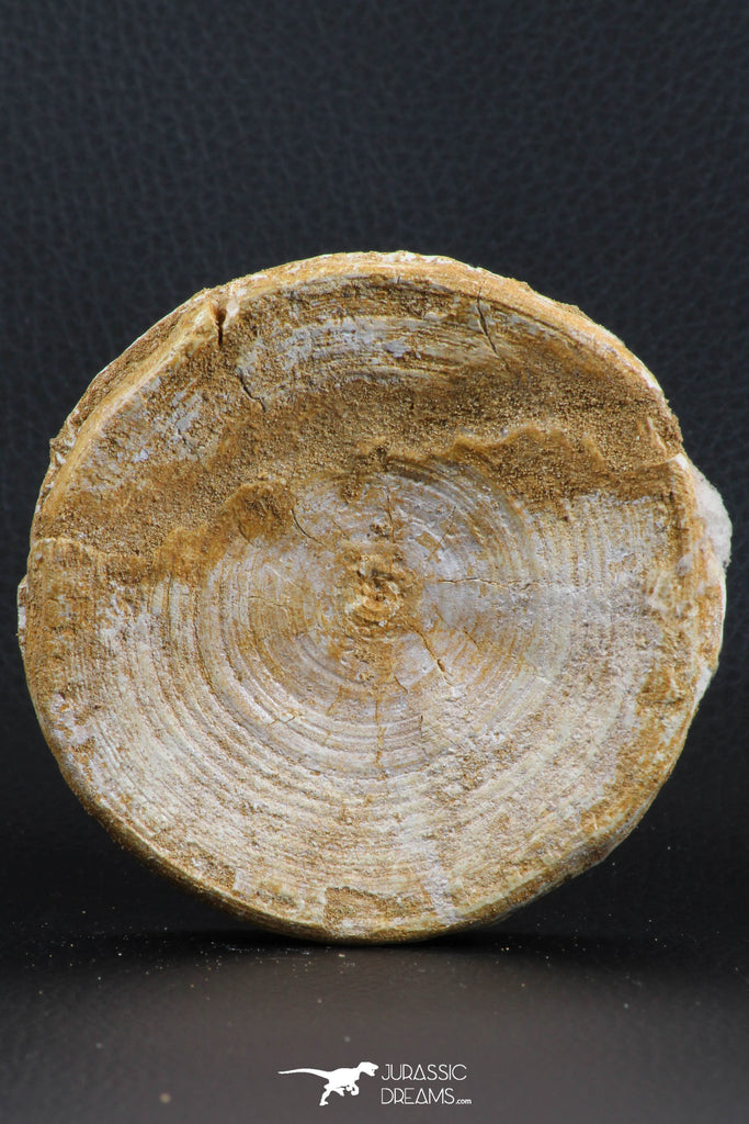 07218 - Top Huge 3.54 Inch Otodus obliquus Shark Vertebra Bone Paleocene