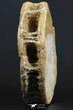 07218 - Top Huge 3.54 Inch Otodus obliquus Shark Vertebra Bone Paleocene