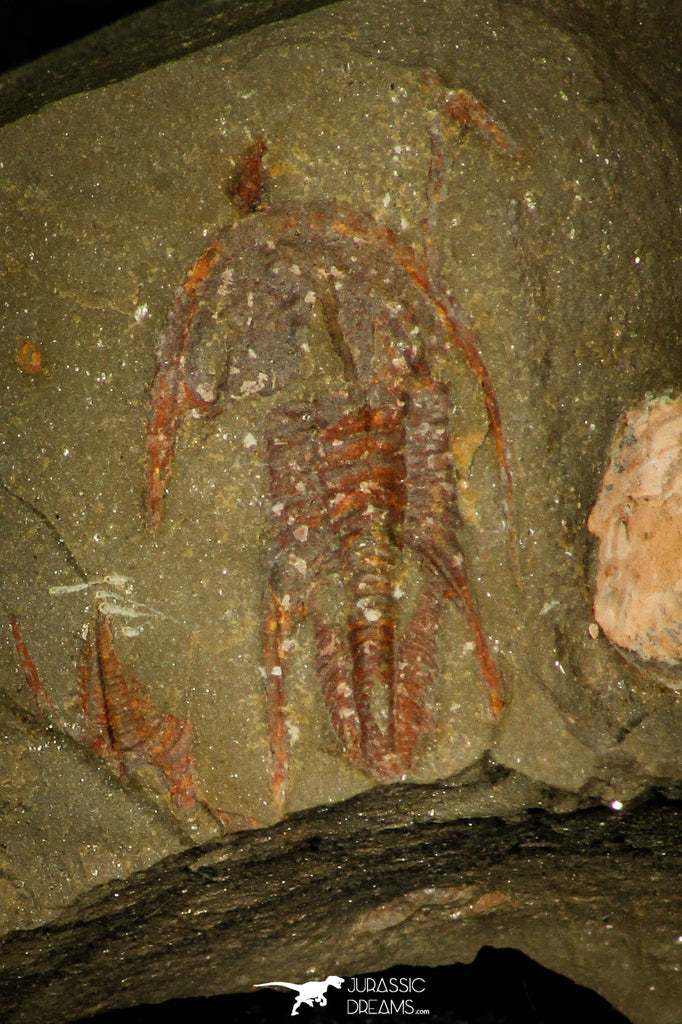 30368 - Top Rare Balcoracania dailyi Lower Cambrian Trilobite Australia