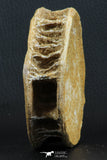 07220 - Top Huge 3.83 Inch Otodus obliquus Shark Vertebra Bone Paleocene