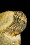 30369 - Top Rare 1.43 Inch Colpocoryphe Middle Ordovician Trilobite - France