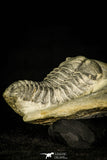 30369 - Top Rare 1.43 Inch Colpocoryphe Middle Ordovician Trilobite - France