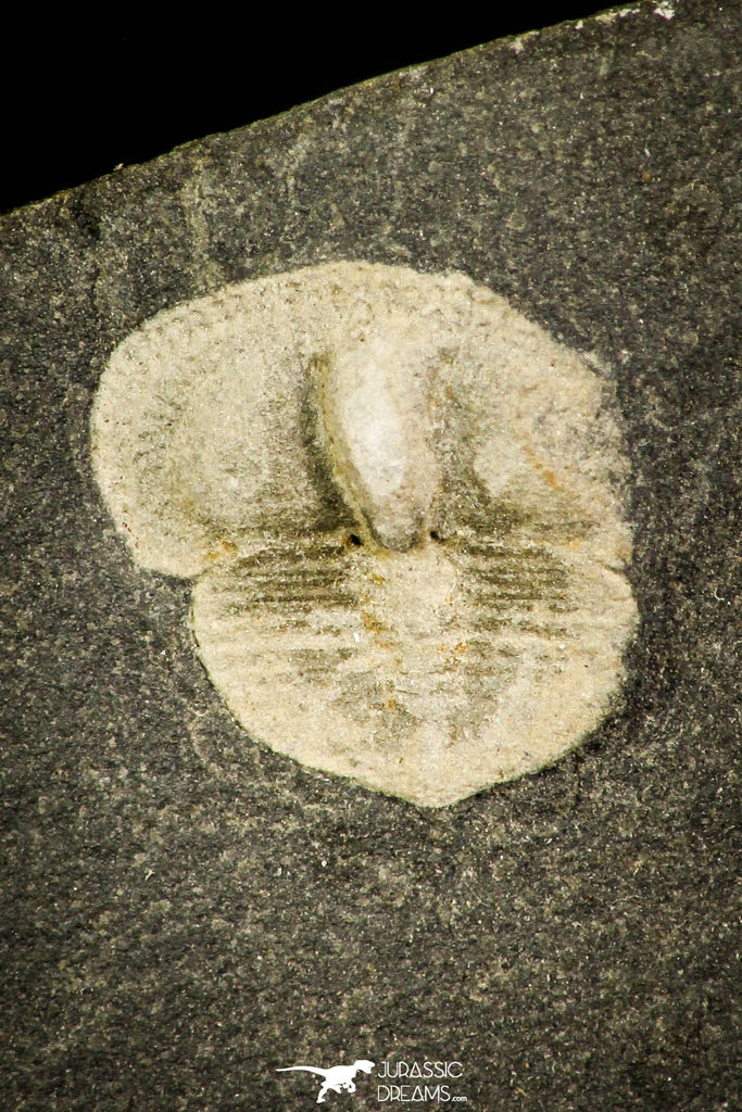 30371 - Top Rare 0.40 Inch Positive/Negative Bettonilithus Ordovician Trilobite - Wales