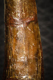 08298 - Great Collection of 2 Onchopristis numidus Cretaceous Sawfish Rostral Teeth Cretaceous