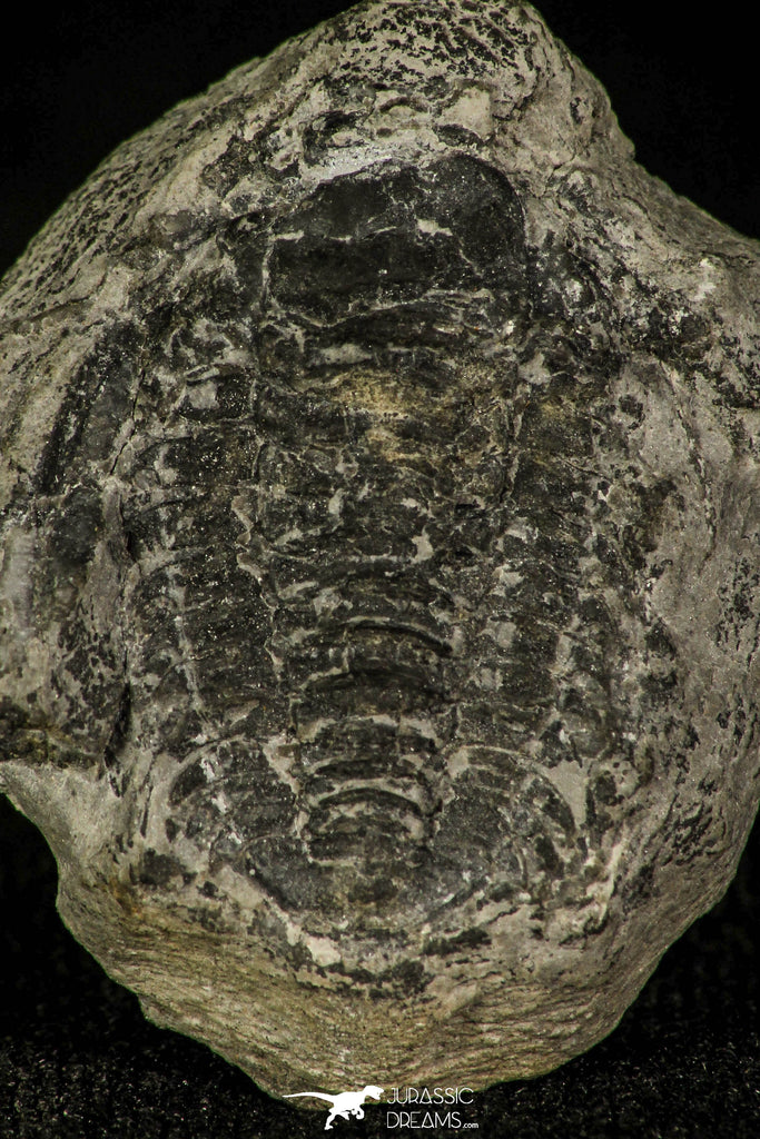 30372 - Top Rare 0.91 Inch Wujiajiania southerlandi Upper Cambrian Trilobite - Canada