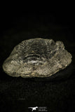 30372 - Top Rare 0.91 Inch Wujiajiania southerlandi Upper Cambrian Trilobite - Canada
