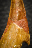 08298 - Great Collection of 2 Onchopristis numidus Cretaceous Sawfish Rostral Teeth Cretaceous