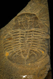 30373 - Top Rare Scarce 1.20 Inch Homalopteon murchisoni Ordovician Trilobite - Wales