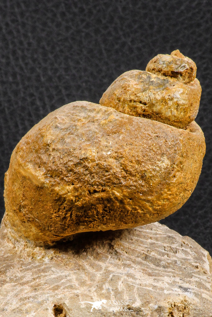 07226 - Stunning Huge 2.79 Inch Unidentified Gastropod Cretaceous