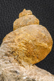 07226 - Stunning Huge 2.79 Inch Unidentified Gastropod Cretaceous
